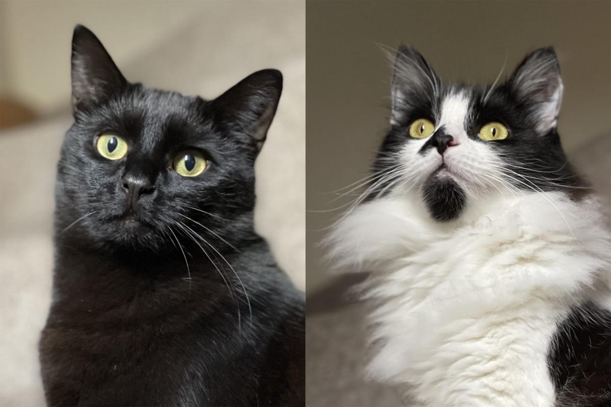 A picture of two cats side-by-side.